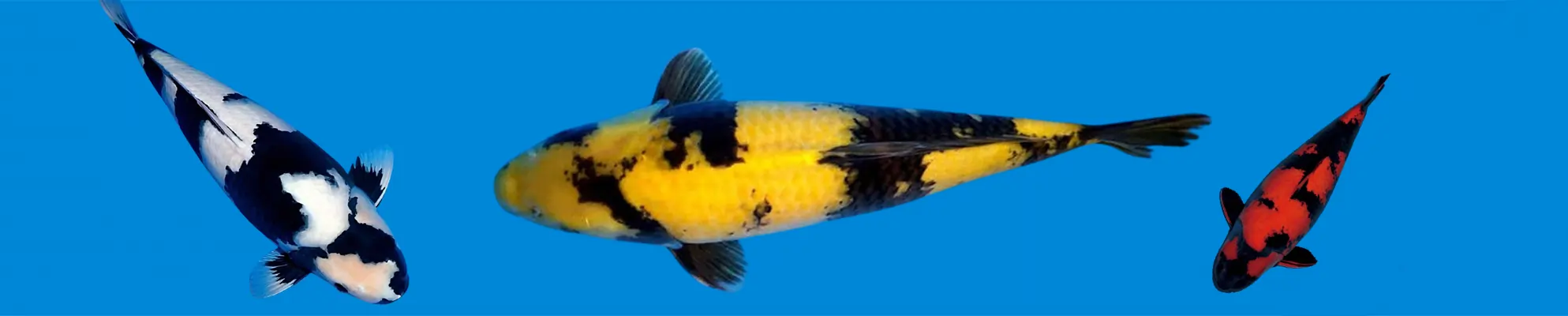 Utsuri koi