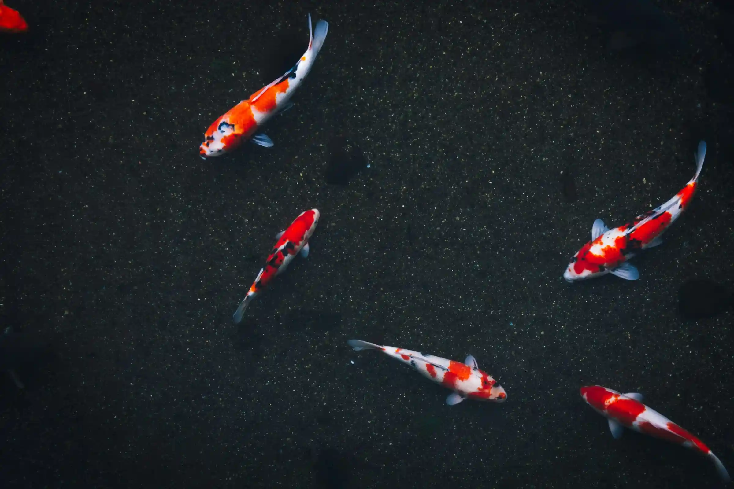 Tancho koi